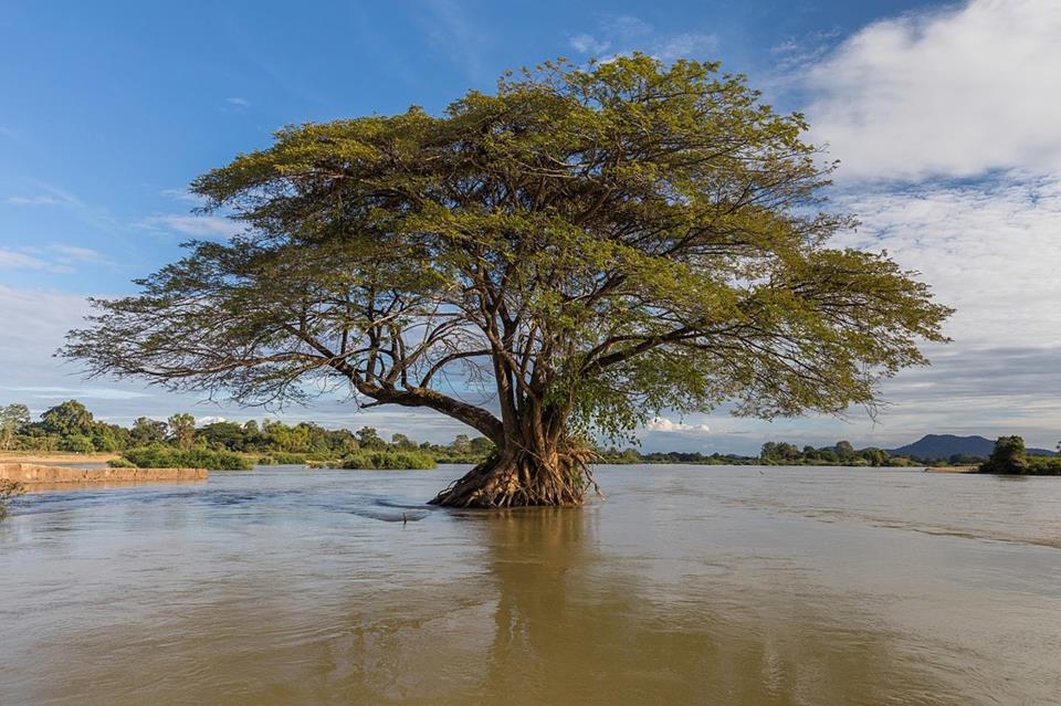 Flooded Albizia Saman In The Mekong jigsaw puzzle