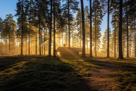 Forest House jigsaw puzzle