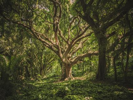 National Park Tree jigsaw puzzle