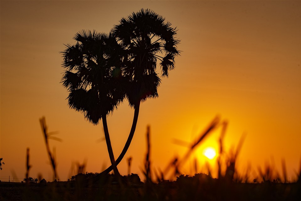 Palm Trees Silhouettes By The Sunrise jigsaw puzzle
