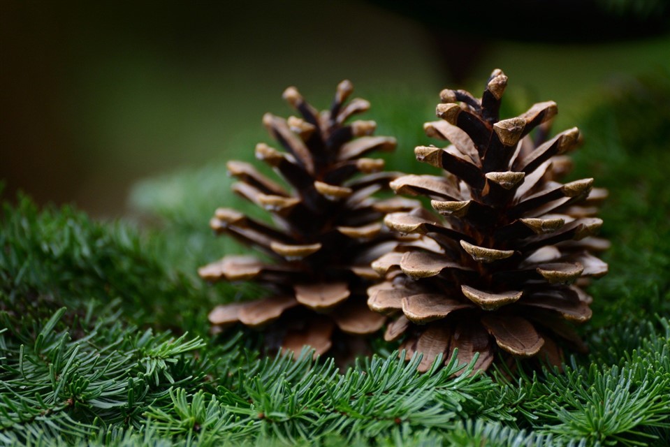 Pine Cones jigsaw puzzle