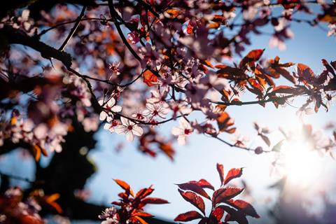 Pink Cherry Blossoms jigsaw puzzle