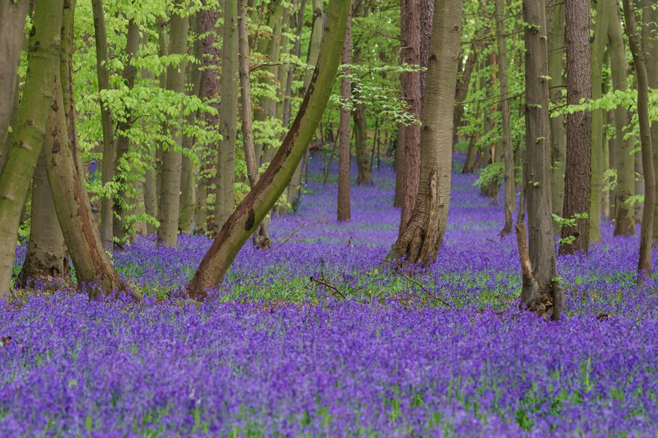 Pryors Wood Bluebells jigsaw puzzle