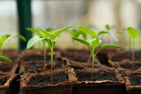 Seedling jigsaw puzzle
