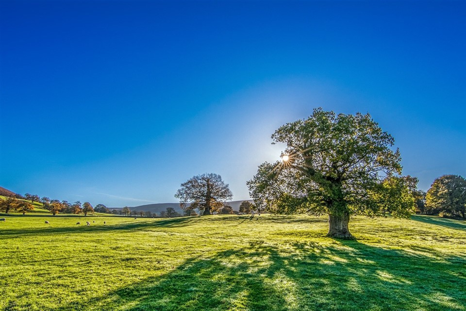 Sun behind the tree jigsaw puzzle