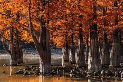 Swamp Cypress Russia jigsaw puzzle