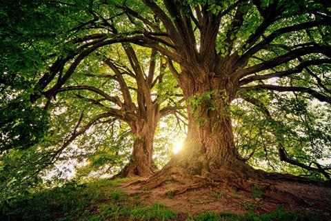 Twin Trees jigsaw puzzle