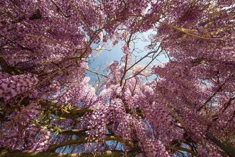 Wisteria Flowers jigsaw puzzle