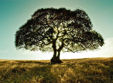 Lonely Tree Under Sunset jigsaw puzzle