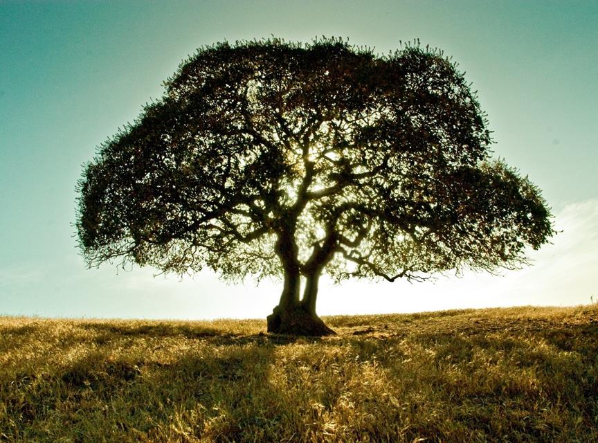 Lonely Tree Under Sunset jigsaw puzzle