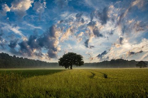 Lonely Tree jigsaw puzzle