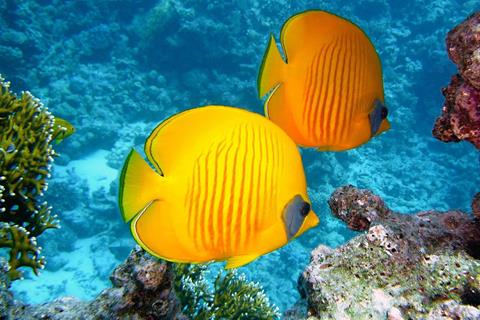 Butterfly Fish jigsaw puzzle
