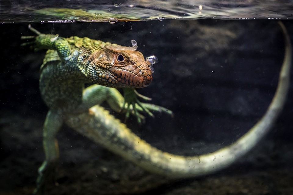 Caiman Lizard Underwater jigsaw puzzle