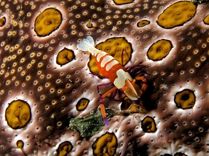 Emperor Shrimp Sea Cucumber jigsaw puzzle