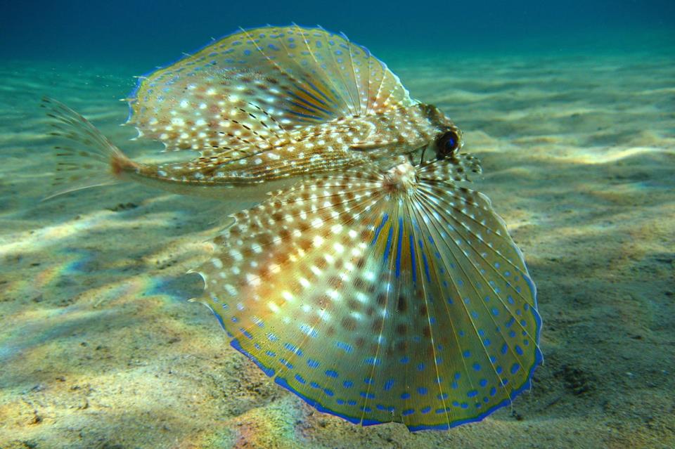 Flying Gurnard jigsaw puzzle