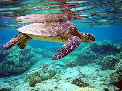 Turtle jigsaw puzzle
