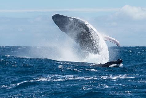 Whale jigsaw puzzle