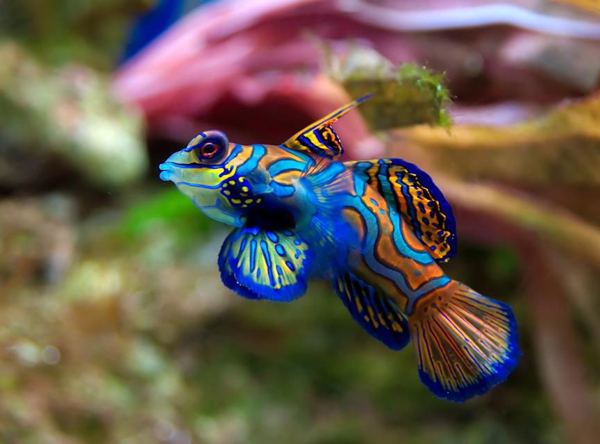 Mandarin Dragonet jigsaw puzzle