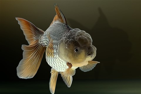 Oranda Goldfish jigsaw puzzle
