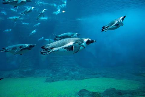 Penguins jigsaw puzzle