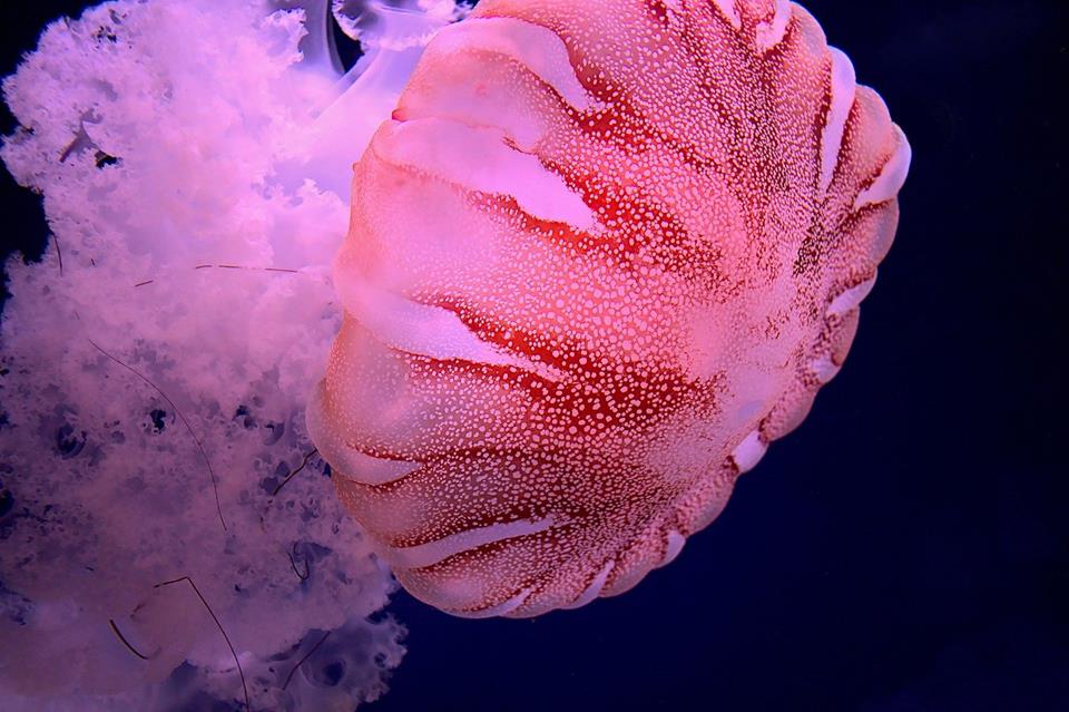 Jellyfish jigsaw puzzle