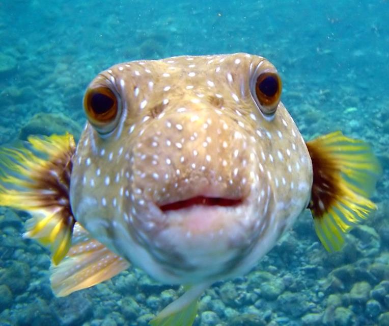 Puffer Fish jigsaw puzzle