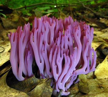 Purple Coral Fungus jigsaw puzzle