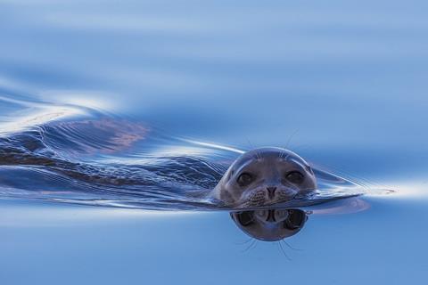 Ringed Seal jigsaw puzzle