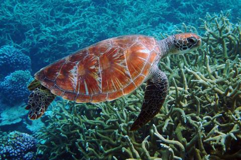 Turtle jigsaw puzzle