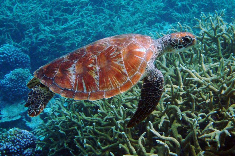 Turtle jigsaw puzzle