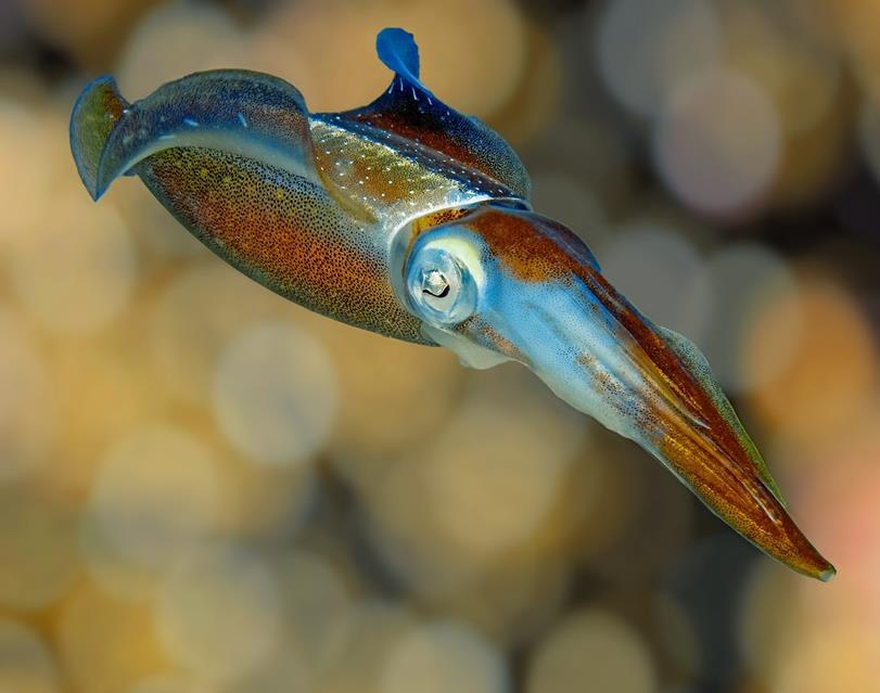Caribbean Reef Squid jigsaw puzzle