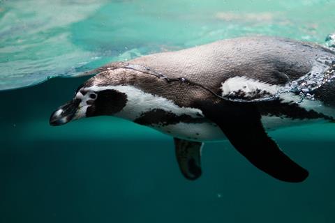Penguin jigsaw puzzle