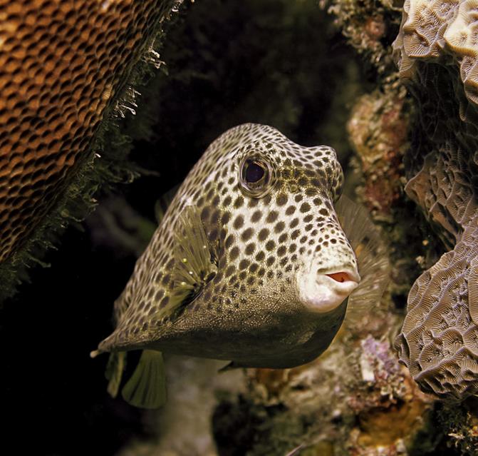 Trunkfish jigsaw puzzle