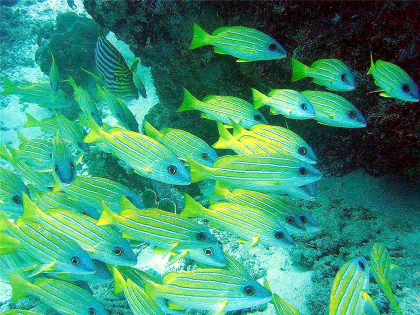 Group of Fishes jigsaw puzzle