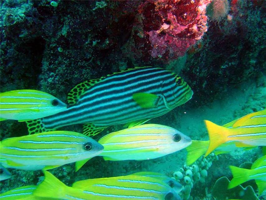 Striped Fish jigsaw puzzle