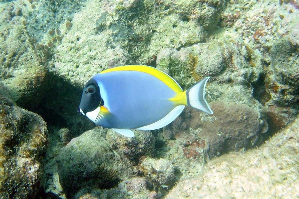 Aquarium Fish jigsaw puzzle