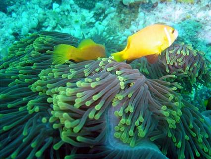 Fish jigsaw puzzle