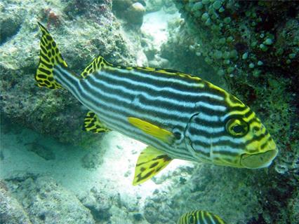 Coral reef fish jigsaw puzzle