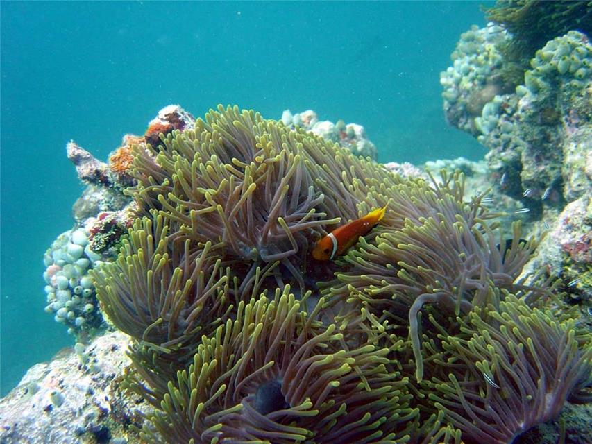 Clownfish jigsaw puzzle