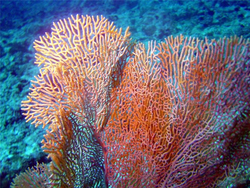 Coral jigsaw puzzle
