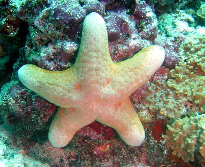 Starfish jigsaw puzzle