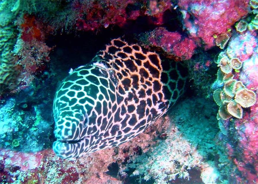 Strange Fish jigsaw puzzle