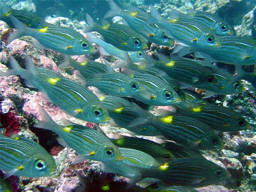 School of Fishes jigsaw puzzle