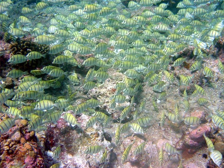 Crowd of Fishes jigsaw puzzle