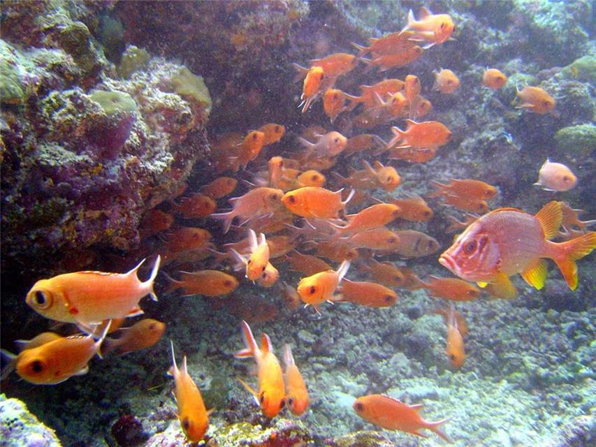 Shoal of Fishes jigsaw puzzle