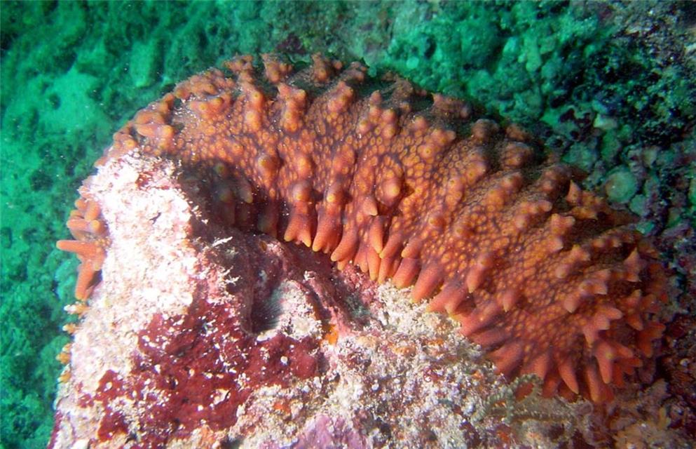 Sea Cucumber jigsaw puzzle