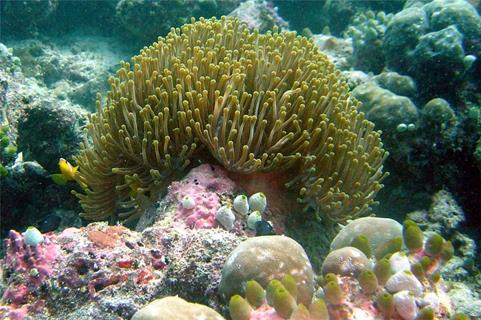 Coral reef jigsaw puzzle