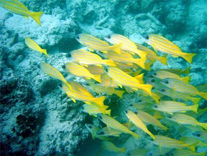 Group of Fishes jigsaw puzzle