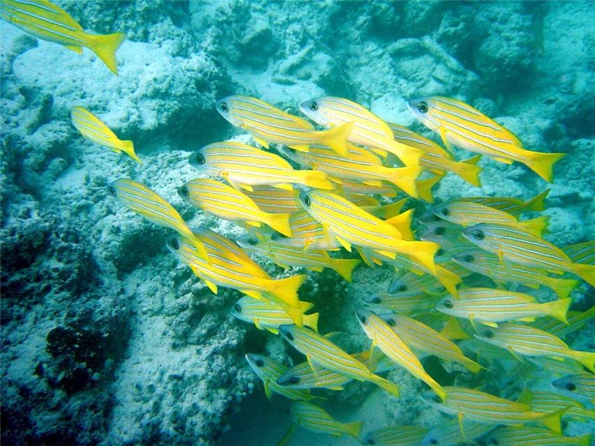 Group of Fishes jigsaw puzzle