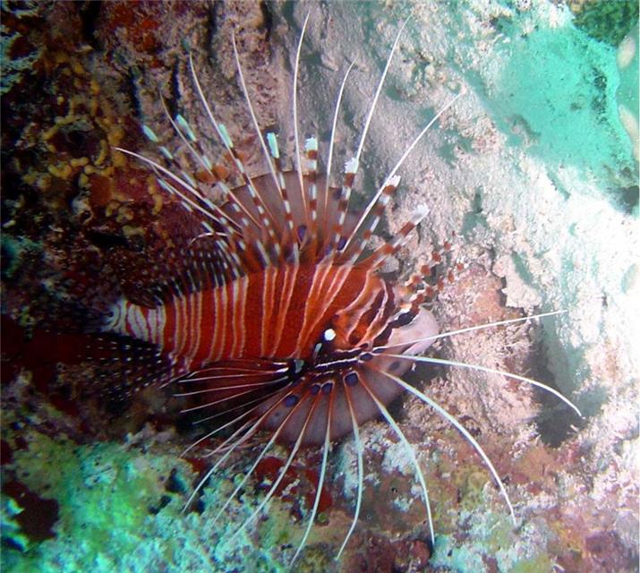 Red lionfish jigsaw puzzle